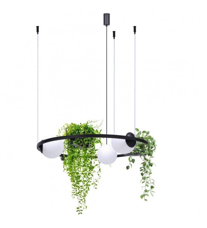 Lampa wisząca Plant metalowa obręcz ze szklanymi kulami i kwietnikami do salonu kuchni
